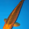 Ki Matsuba - koi #w0624t003 - Image 2