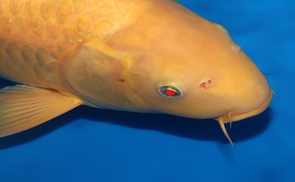 Kigoi - koi #w0625b006 - Image 2