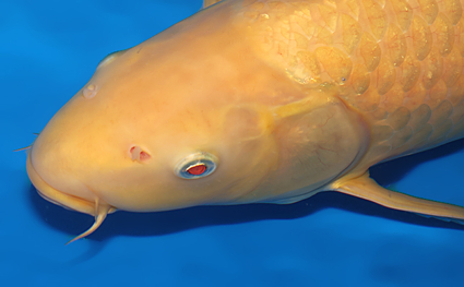 Kigoi - koi #w0625b006 - Image 3