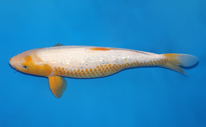 Golden Corn - koi #w0625b026 - Image 2