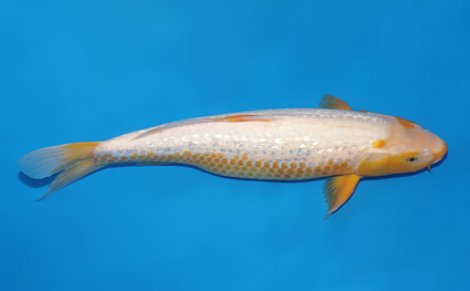 Golden Corn - koi #w0625b026 - Image 3