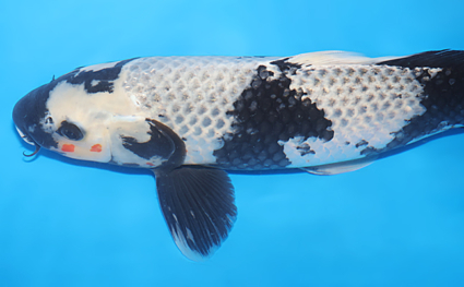 Kage Shiro Utsuri - koi #w0625b048 - Image 2