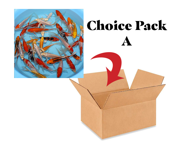 2025 Choice-Pack-A