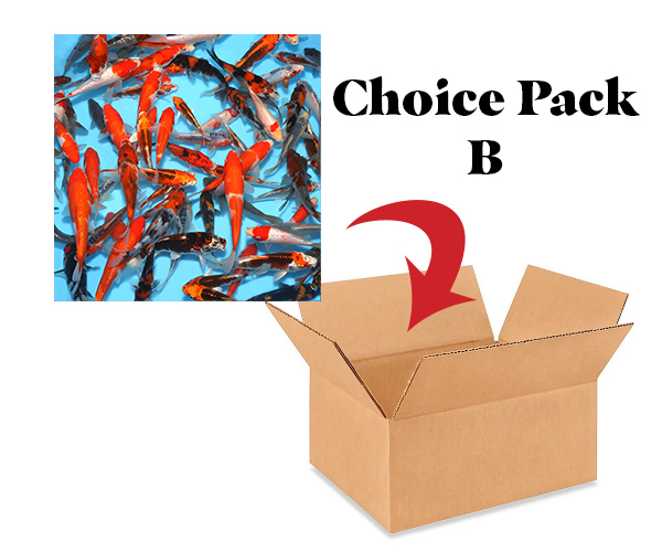 2025 Choice-Pack-B