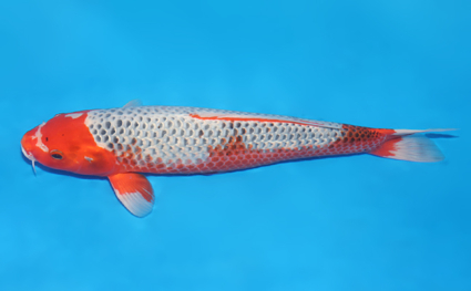 Asagi - koi #w0709b064 - Image 2