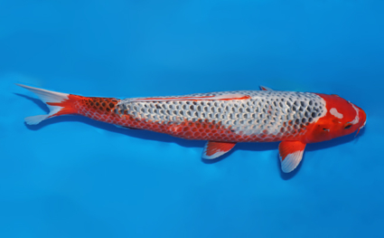 Asagi - koi #w0709b064 - Image 3