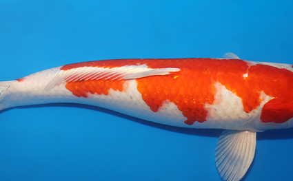 Sakura Ogon – koi #w0723m068 - Image 2
