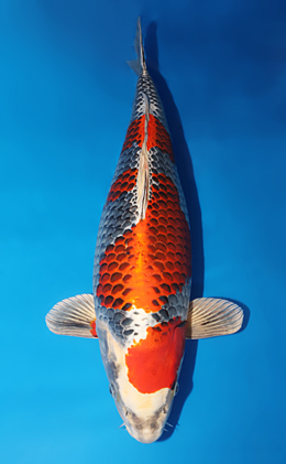 Jumbo Koi View Large Koi For Sale Highest Quality Healthy Koi Online