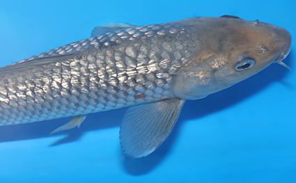 Ginrin Soragoi – koi #w0806a014 - Image 3