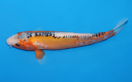 Shusui – koi #w0806a026 - Image 2