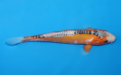 Shusui – koi #w0806a026 - Image 3