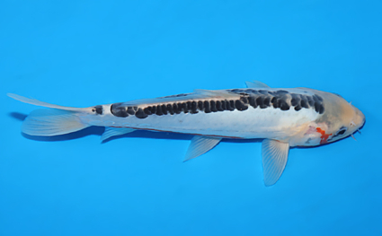 Shusui – koi #w0806a031 - Image 3