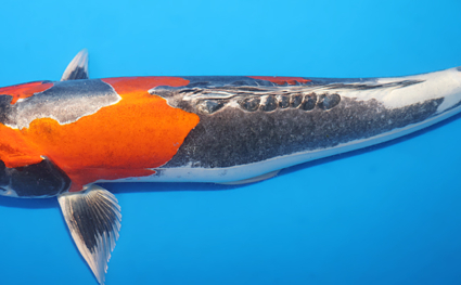 Beni Kikokuryu – koi #w0808s039 - Image 2