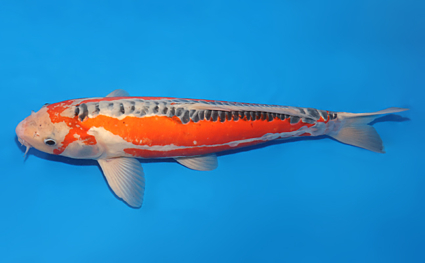 Shusui – koi #w0809s031 - Image 2