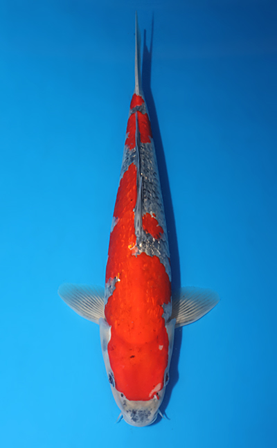 w0809s056