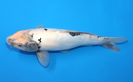 Kumonryu – koi #w0821s009 - Image 2