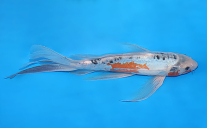 Hirenaga Shusui – koi #w0821s031 - Image 3