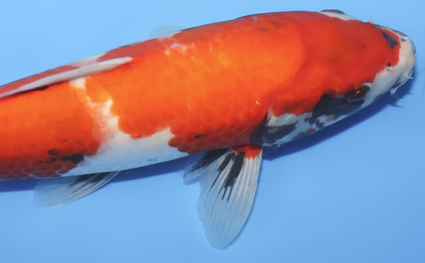 Showa – koi #w0822s011 - Image 2