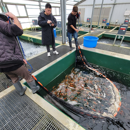 1 Day Ticket - Journey to the Birthplace of Koi: Yamakoshi & Koi Farm Tour - Image 4