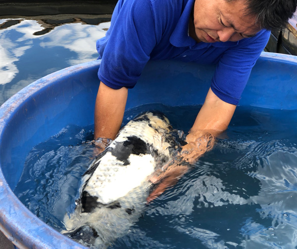 koi-inspections