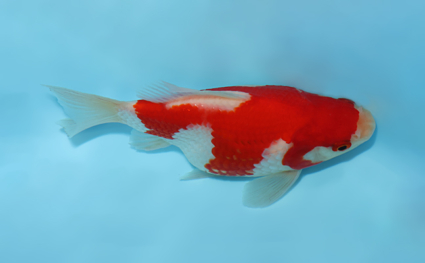 Tamasaba – koi #w0910a001 - Image 2