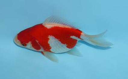Tamasaba – koi #w0910a001 - Image 3