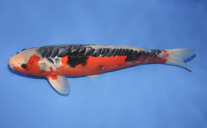 Shusui – koi #w0912s054 - Image 2