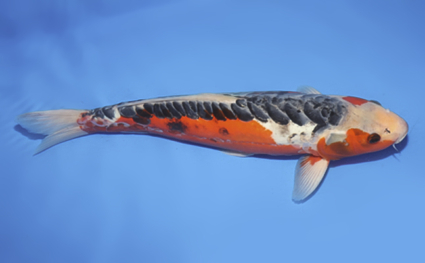 Shusui – koi #w0912s054 - Image 3