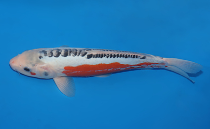 Shusui – koi #w0913a055 - Image 2