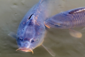 grass-carp (2)