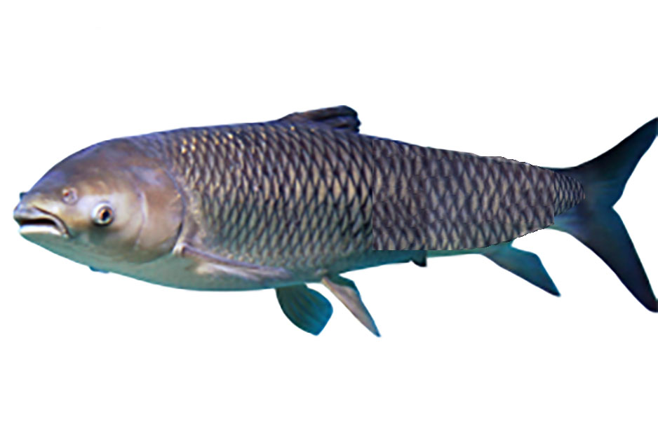 grass-carp - 3