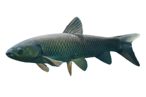 grass-carp