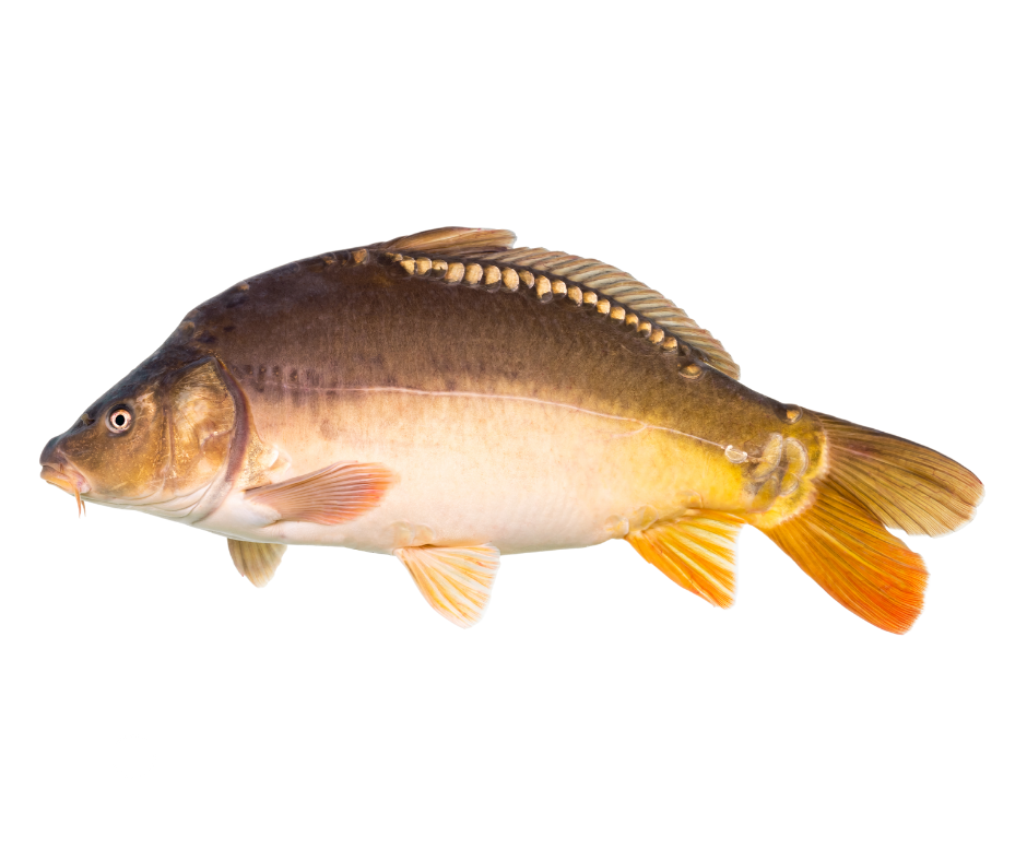 leather-carp