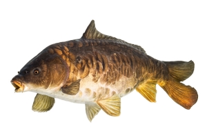 mirror-carp