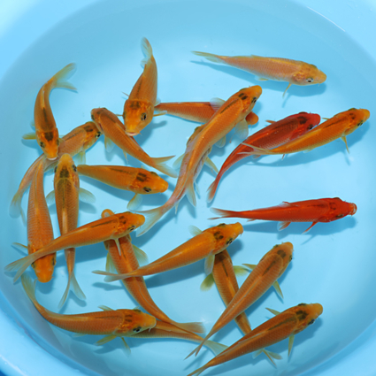 Golden Corn - koi #w1001st002