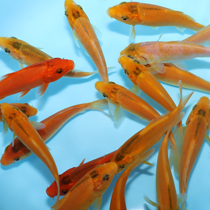 Golden Corn - koi #w1001st002 - Image 2