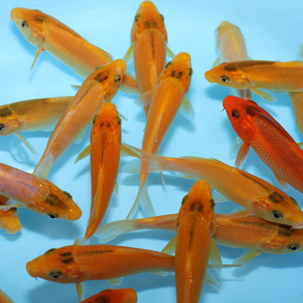 Golden Corn - koi #w1001st002 - Image 3