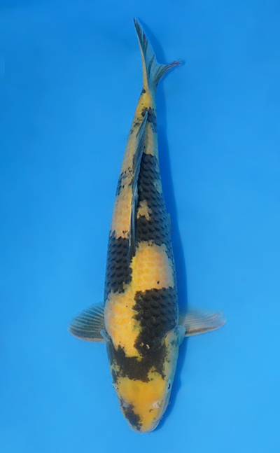 Sold Koi - Kodama Koi Farm