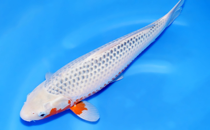 Asagi - koi #w1015n011 - Image 2
