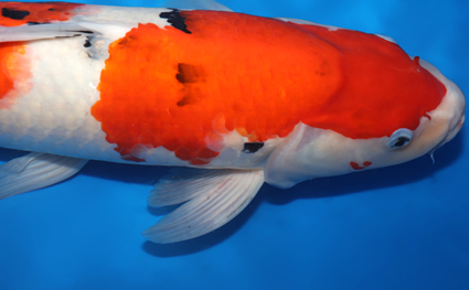Taisho Sanke – koi #w1016s026 - Image 2