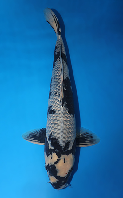 Kage Shiro Utsuri koi #w1017s040 Otsuka Koi Farm