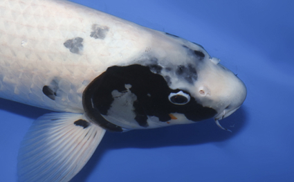 Shiro Utsuri – koi #w1019s004 - Image 2