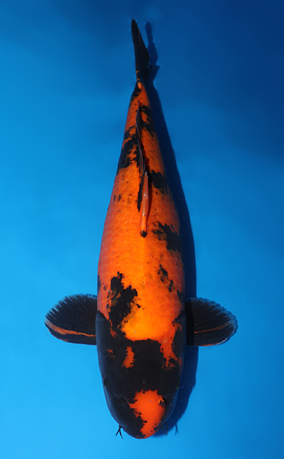 w1021s011