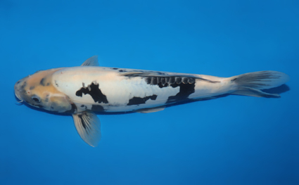 Kumonryu – koi #w1023s002 - Image 2
