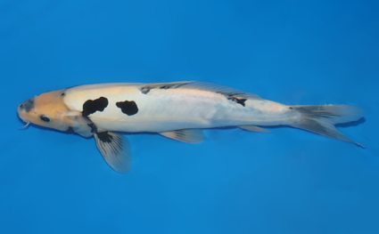 Kumonryu – koi #w1023s010 - Image 2