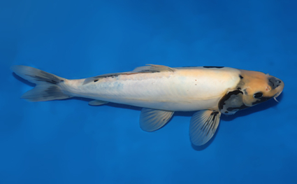 Kumonryu – koi #w1023s010 - Image 3