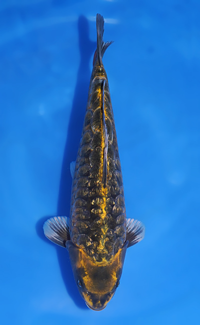 Sold Koi - Kodama Koi Farm