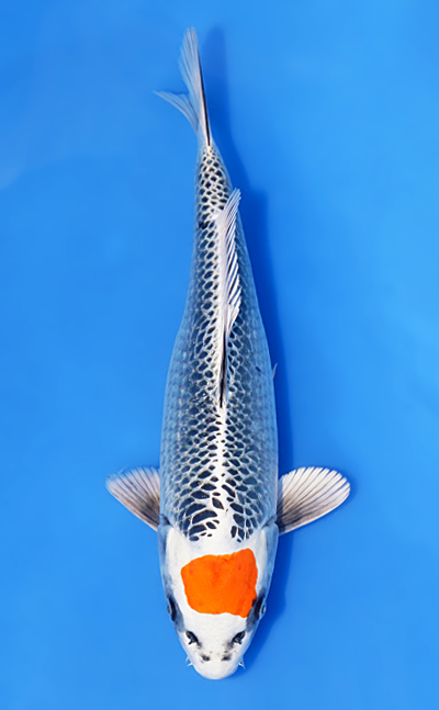Tancho Kujyaku - koi #w1029n012 - Kaneko Koi Farm