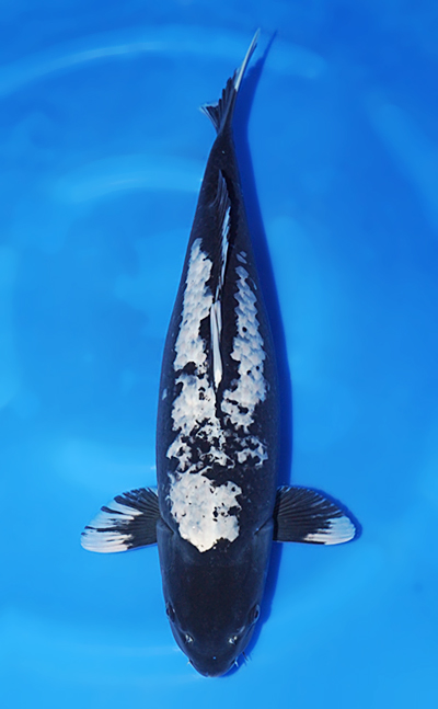View High Quality Koi Available from Kodama Koi Farm
