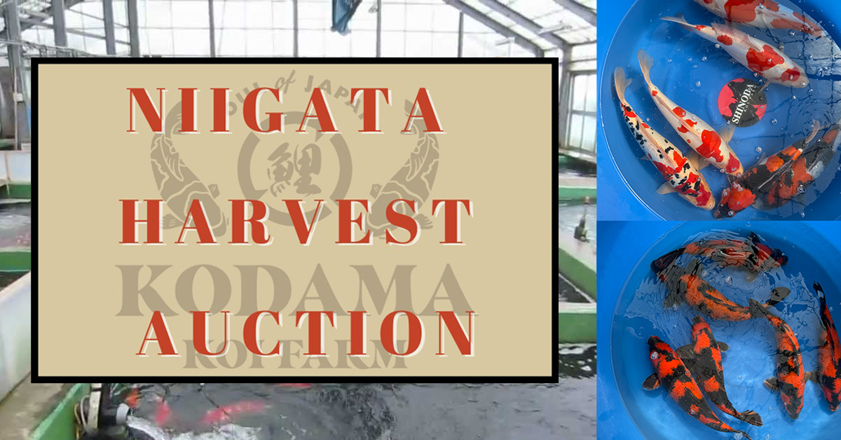 Niigata Harvest Auction Banner
